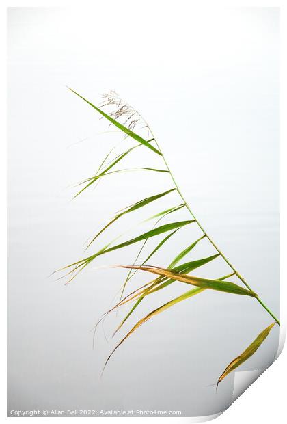 Reed Leaves Print by Allan Bell