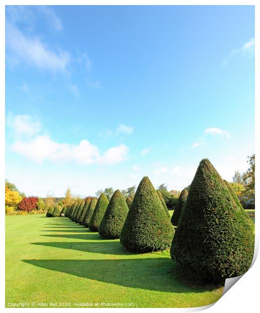 Conical trees in line across lawn Print by Allan Bell