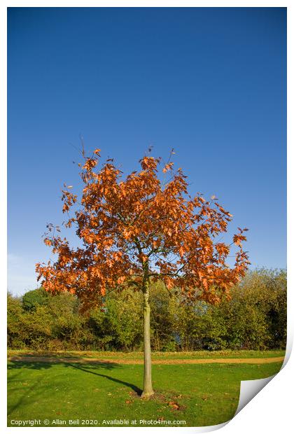 Young Oak Tree in Autumn Print by Allan Bell