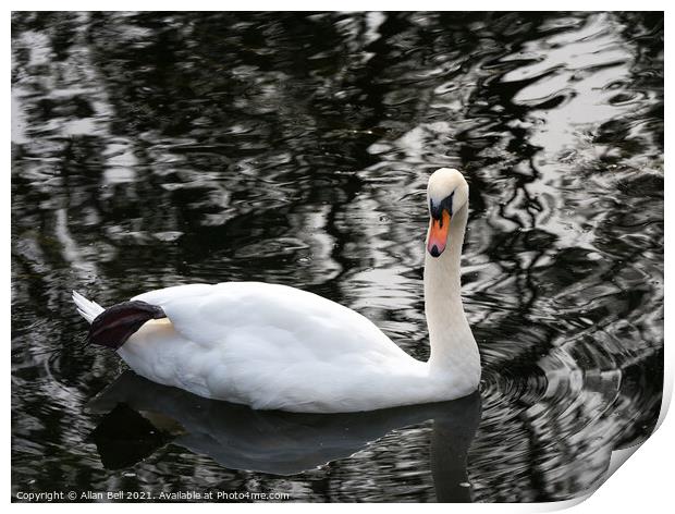 White swan resting leg Print by Allan Bell