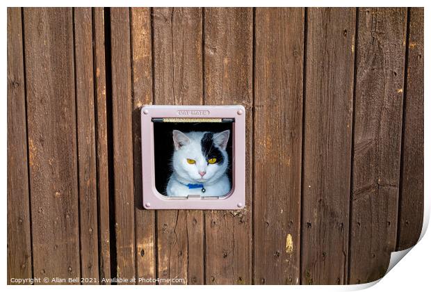 Cat Looking Out of Cat Flap Print by Allan Bell