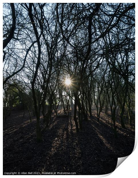 Low Starburst Sun Through Trees Print by Allan Bell