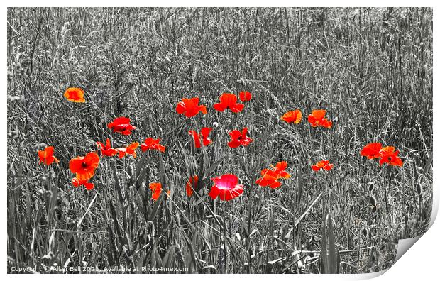 Red Poppies on Black and White Print by Allan Bell