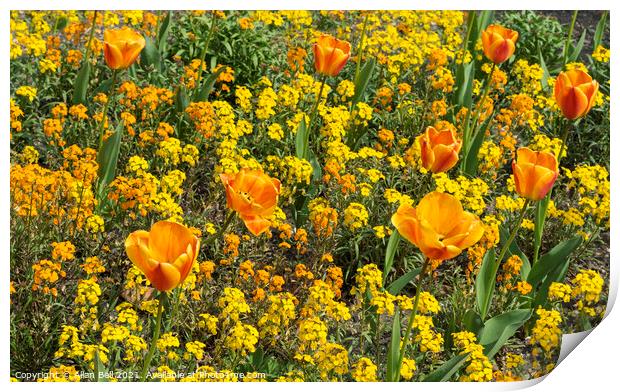 Orange Tulips and Yellow Flower Display Print by Allan Bell