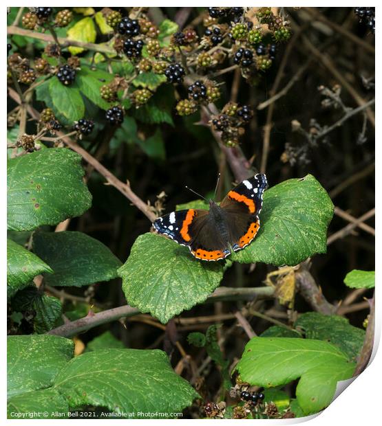 Red Admiral Butterfly Print by Allan Bell