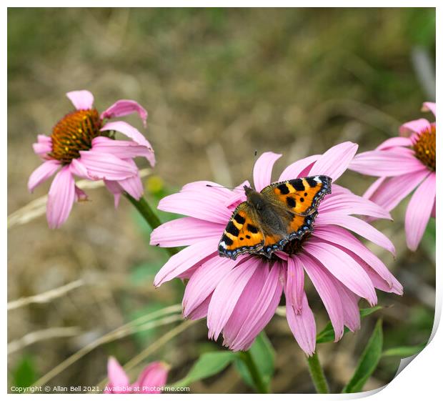 Small tortoiseshell butterfly on pink flower Print by Allan Bell