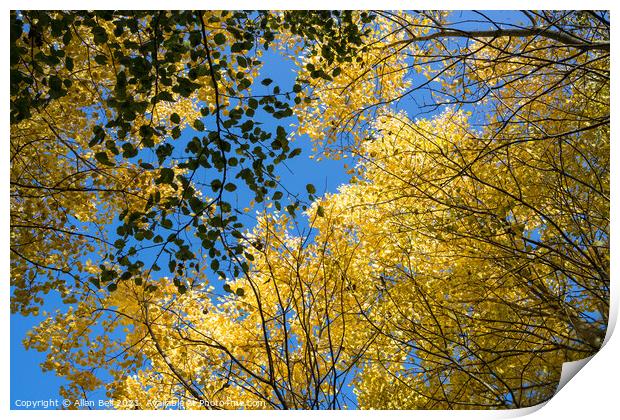 Golden Leaves in Canopy against Blue Sky Print by Allan Bell