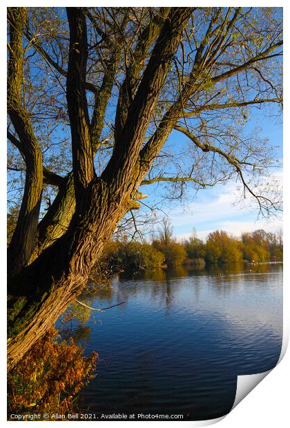 Tree by lake Autumn Print by Allan Bell