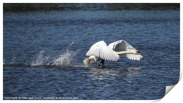 Mute Swan Taking off Print by Allan Bell