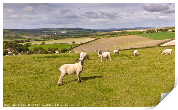 Sheep on South Downs Print by Allan Bell