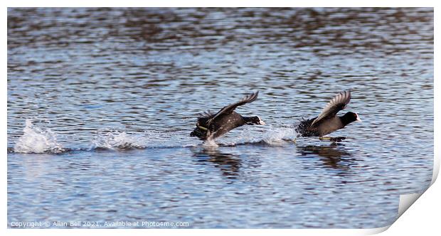 Coots Racing. Print by Allan Bell