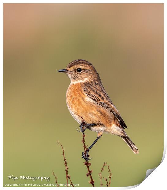 Female stonechat Print by Phil Hill