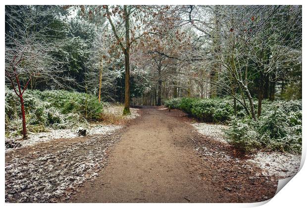 Winter Woodland Print by Hectar Alun Media