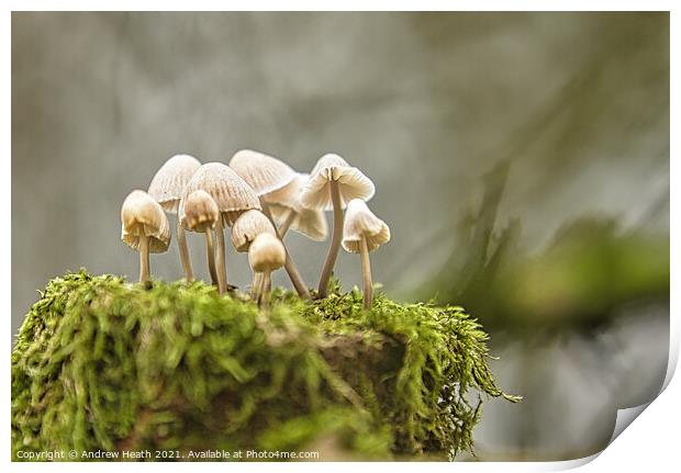 Woodland  Fungi  Print by Andrew Heath