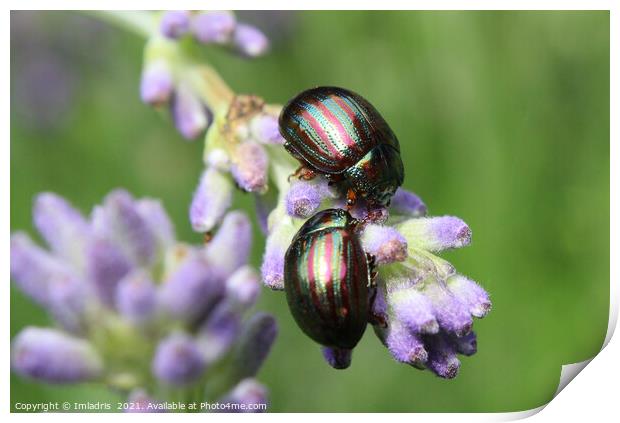 Two Colorful Rosemary Beetles Macro Print by Imladris 