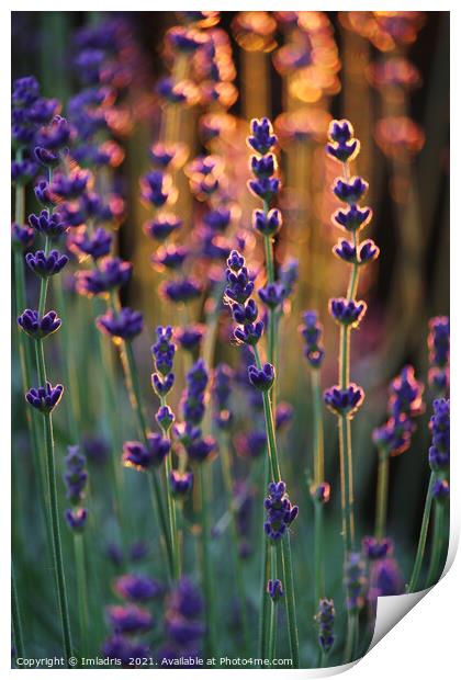 Beautiful Sunset Lavender Plants  Print by Imladris 
