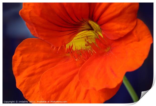 Bright Orange Nasturtium Flower Macro Print by Imladris 