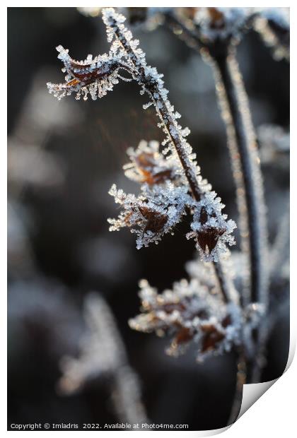Abstract Icy Flower heads Melissa officinalis Print by Imladris 
