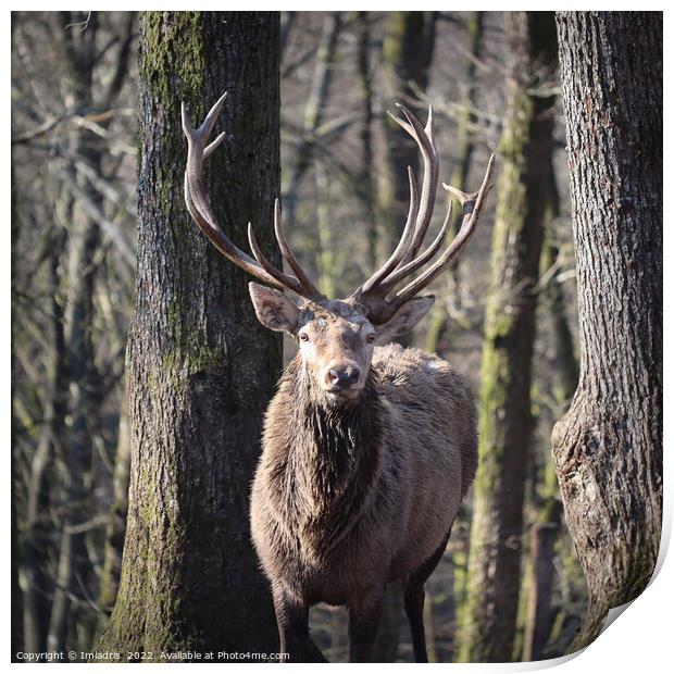 Red Deer Stag Portrait Winter Forest Print by Imladris 