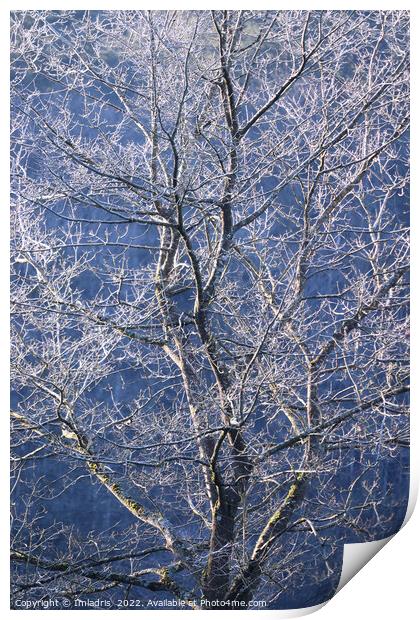 Beautiful Frost Covered Tree Print by Imladris 