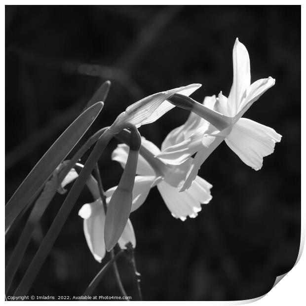 White Narcissus Bloom Monochrome Print by Imladris 