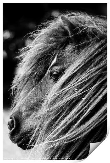 Portrait of a Shetland Pony, Monochrome Print by Imladris 