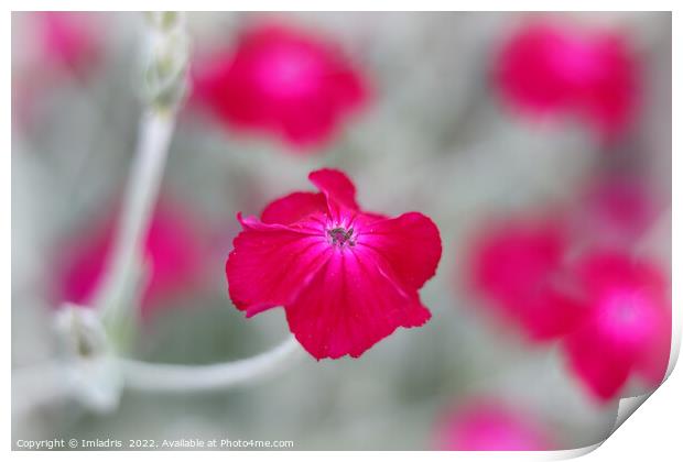 Bright Vibrant Cerise Pink Flowers Print by Imladris 