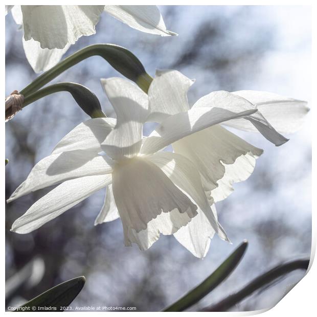 Beautiful Pure White Daffodils Print by Imladris 