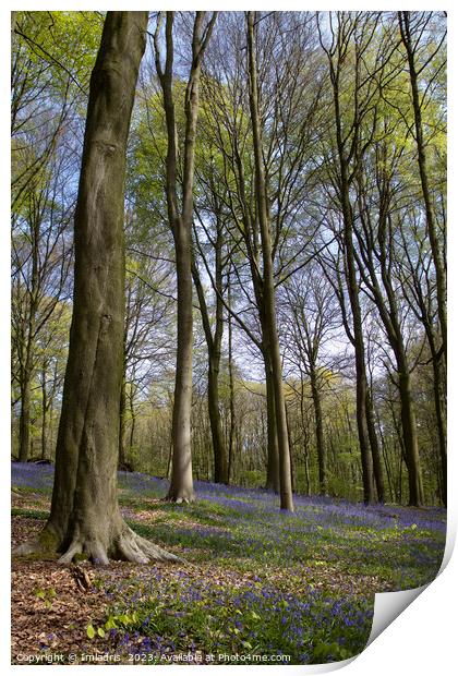 Neigembos Spring Forest View, Belgium Print by Imladris 