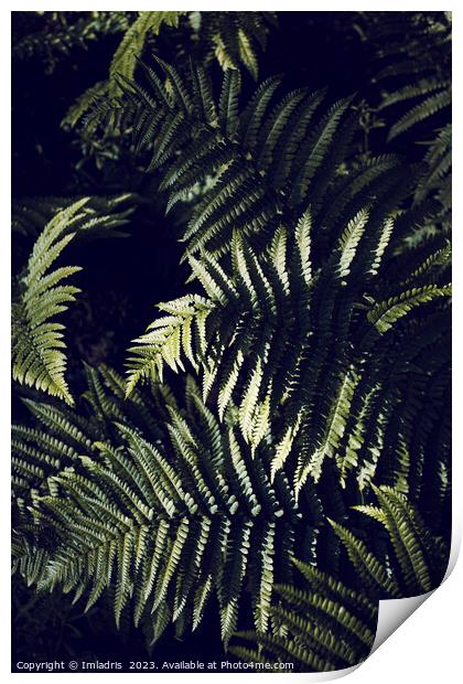 Dark Green Fern Leaves Botanic Print by Imladris 