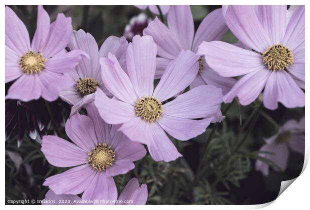 Pale Pink Cosmos Flowers  Print by Imladris 