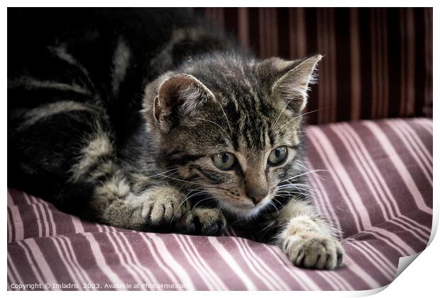 Stripy Kitten on a Stripy Chair Print by Imladris 