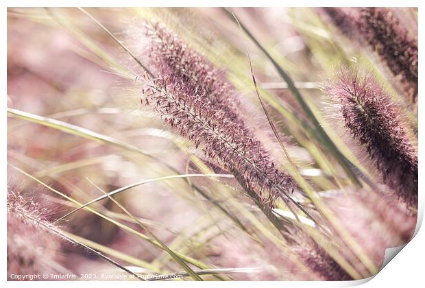 Soft Pink Pennisetum Blooms Print by Imladris 