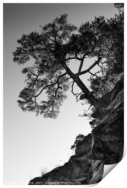Lone Pine Tree, Monochrome Print by Imladris 