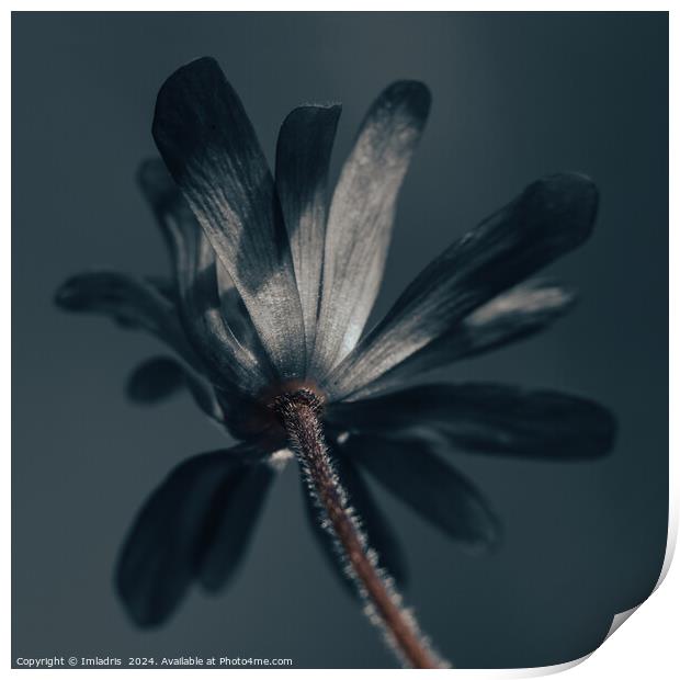 The Deliciously Dark Flower Print by Imladris 