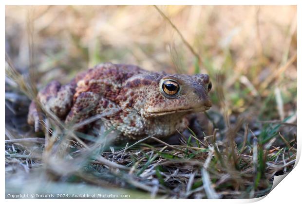 Camouflaged Common Toad Print by Imladris 
