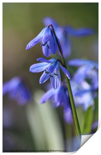 Blue Scilla siberica (Wood Squill) flowers Print by Imladris 