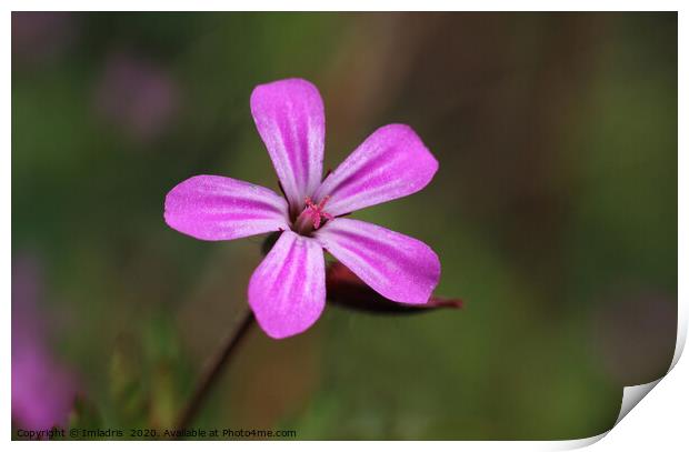 Geranium robertianum, Storksbill, pink flower Print by Imladris 