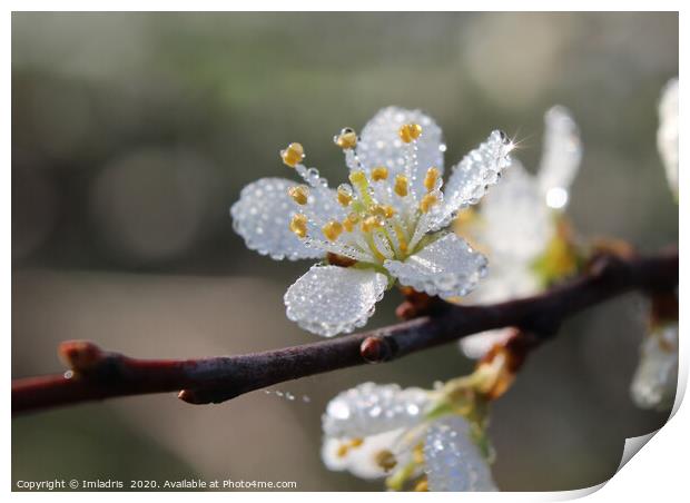 Dewy Blackthorn blossom in spring Print by Imladris 