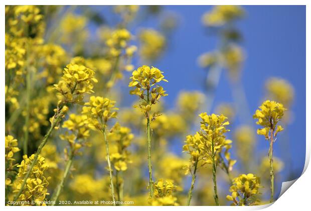 Bright Yellow Field Mustard Flowers Print by Imladris 