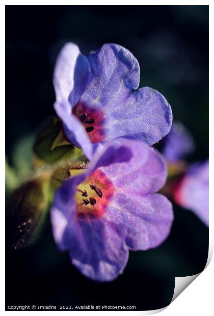 Pulmonaria, Lungwort flowers, in Spring  Print by Imladris 