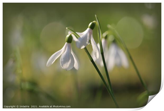 Pure White Snowdrops in Spring Print by Imladris 