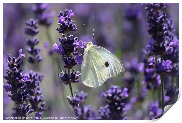 Cabbage White Butterfly Amongst Lavender Print by Imladris 