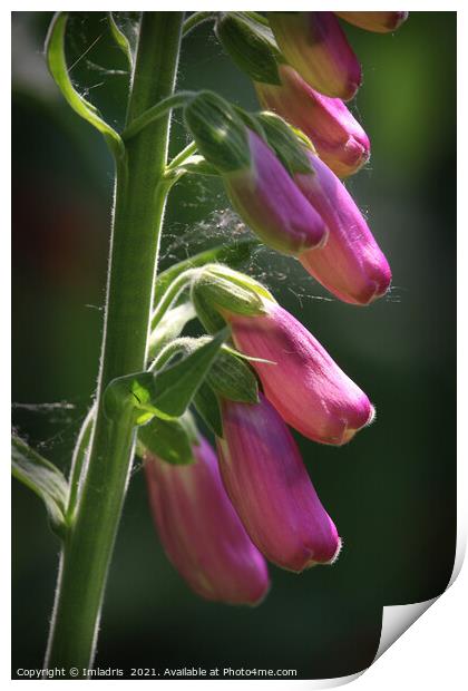Beautiful Sunlit Pink Digitalis Flower Print by Imladris 