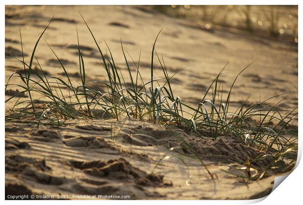 Marram grass (Ammophila), Zeeland Coast Print by Imladris 