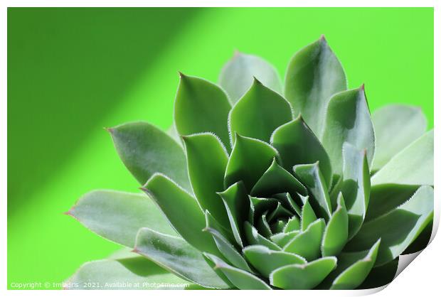 Bright green sempervivum succulent plant on green Print by Imladris 