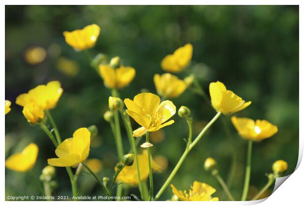 Vibrant Yellow Buttercups Spring Flowers Print by Imladris 