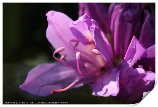 Pink Rhododendron Flowers in Close up Print by Imladris 