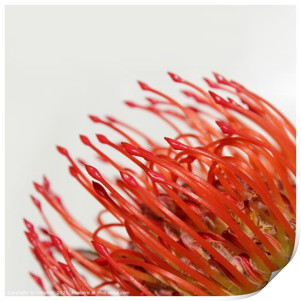 Abstract Red Protea Flower Print by Imladris 