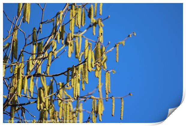 Bright Yellow Catkins Against Blue Sky  Print by Imladris 